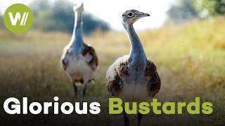Great Bustard: The Dodo of Our Time Fights Extinction | Glorious Bustards (Documentary, 2021)
