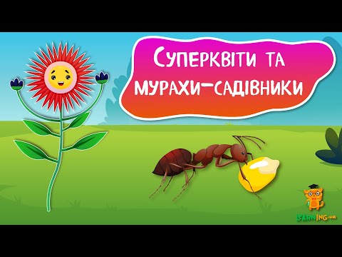 Дива природи. Явища навколо нас. Леукоспермум — квітка-фенікс