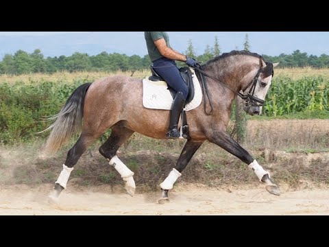 PRE HORSE FOR SALE MEDIUM LEVEL BORN IN 2017