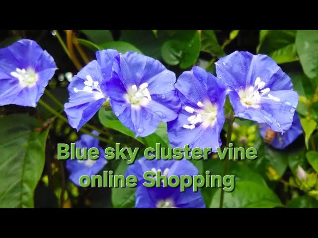 Judge.me YouTube video placeholder