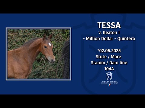 Holsteiner Elite-Fohlenauktion 2025 in Elmshorn | Nr. 38 v. Keaton I - Million Dollar