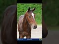 Promising young colt for sale