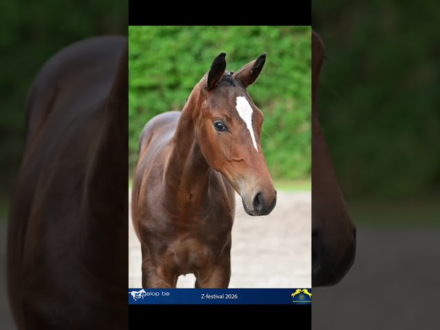 Promising young colt for sale