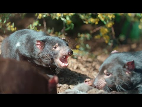How Did Tasmanian Devils Get Their Name?