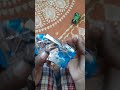Baby Gif Shorts