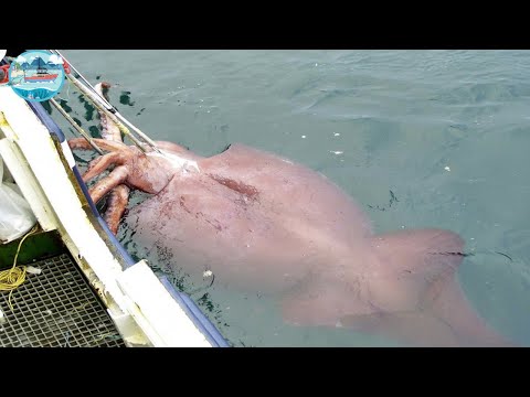 Everyone should watch this Fishermen's video - Fastest Giant Squid Fishing and Processing Skills
