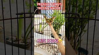 Download lagu PRENJAK LUMUT BETINA GACOR anti badai‼️ #birds #prenjakbetina #prenjakgacor #prenjaklumut mp3