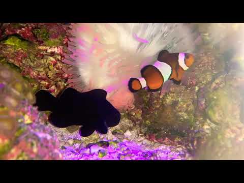Clownfish spawn