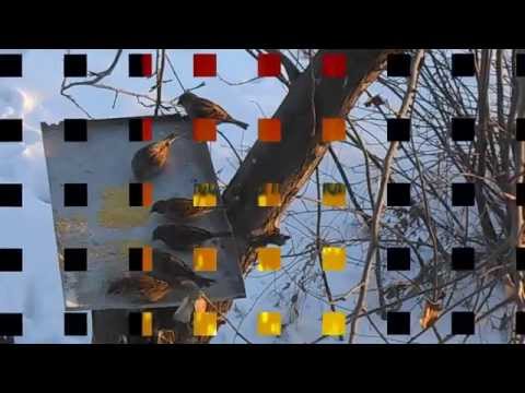 Кис-кис мяу и чик-чирик :)