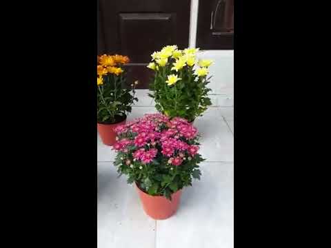 For Sale !!! Aneka Warna Bunga Chrysanthemum