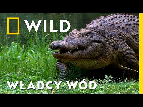 Zabójcze i niesamowite – KROKODYLE RZĄDZĄ wodnym królestwem | Rzeki Afryki: życie lub śmierć