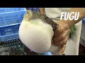 Fugu-fish: risky Japanese delicacy. English version ...
