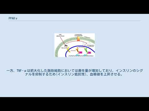 ペルオキシソーム増殖因子活性化受容体 - 定義