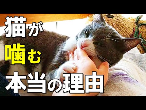 私の猫が自分自身を噛むのはなぜですか?