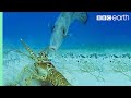 Edible Marine Animals Like Crab Or Prawns
