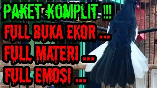 Download lagu MASTERAN AMPUH AGAR KACER CEPAT BUKA EKOR DAN MERANGSANG EMOSI mp3