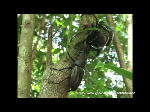 オオアゴヘビトンボの闘い Dobsonfly fight Corydalus sp オオアゴヘビトンボの闘い Dobsonfly fight Corydalus sp