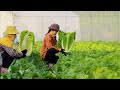 How To Grow Napa Cabbage Chinese Cabbage From Seed To Harvest In Greenhouse