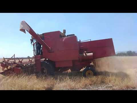 ZMAJ 170 ZETVA PSENICE 2024 IGOR PAVLOSKI