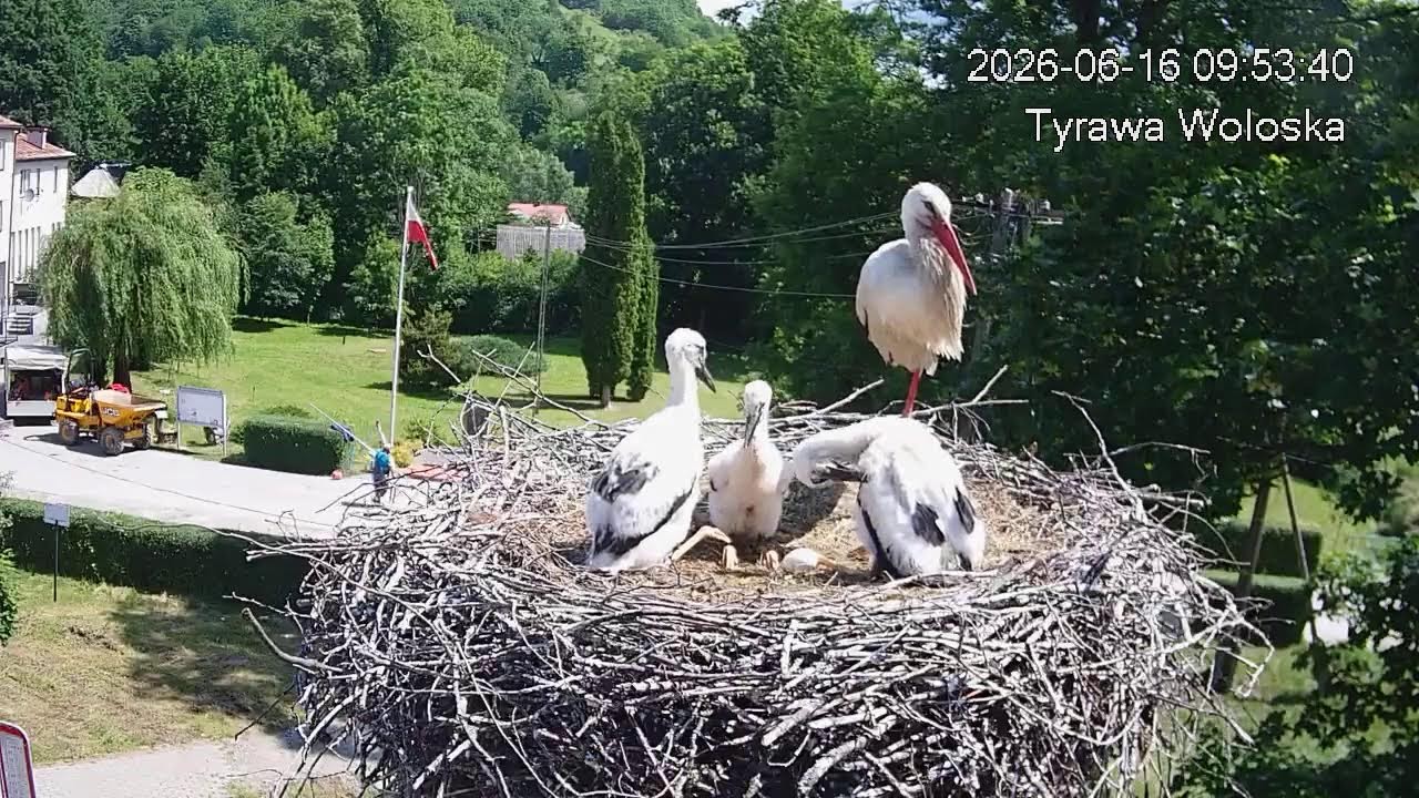 Live webcam view of Nido de cigüeña blanca en directo