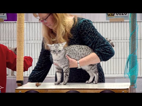 CFA International Show 2019 - Shorthair alters - Set 3