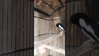 Download lagu KACER GACOR BIKIN LAWAN BUKOR #pancingankacer #kicaumania #kacerfulltarung #shortvideos #viral#kacer mp3