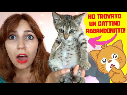 I FOUND AN ABANDONED KITTEN *looking for a home!*