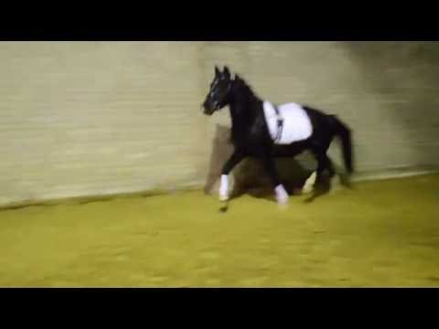 2,5-jähriger Ponyhengst v. Nutrix-Hilkens Black Delight
