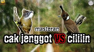 Download lagu Masteran duet cucak jenggot vs cililin AMPUH... mp3