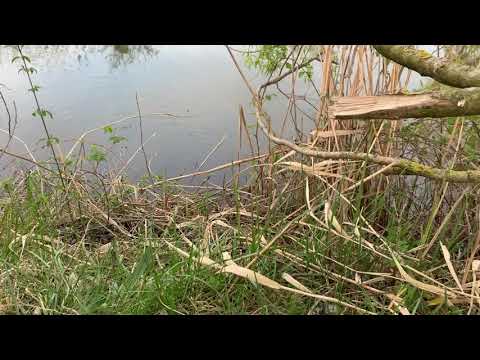 Szczur wodny / Water rat