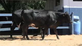 Vídeo 162 - 1ª ETAPA MEGA LIQUIDAÇÃO TOTAL AGROPECUÁRIA MARAJOARA - DIA 4 | GADO GIROLANDO E HOLANDÊS