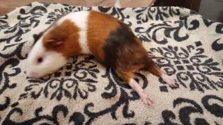 Paralyzed male guinea pig