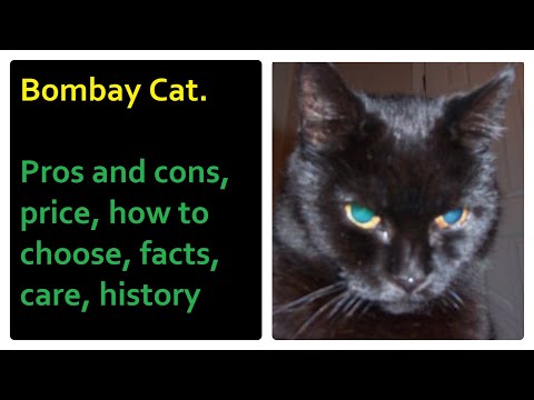 Bombay Cat. Pros and Cons, Price, How to choose, Facts, Care, History