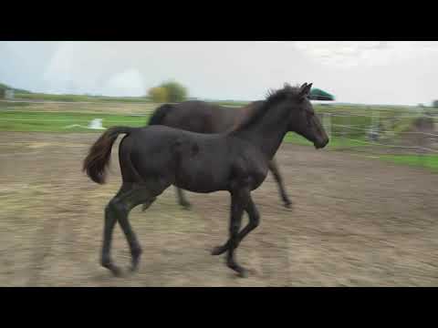 Hengstfohlen "Crazy in love" Cadeau Noir x Riccione