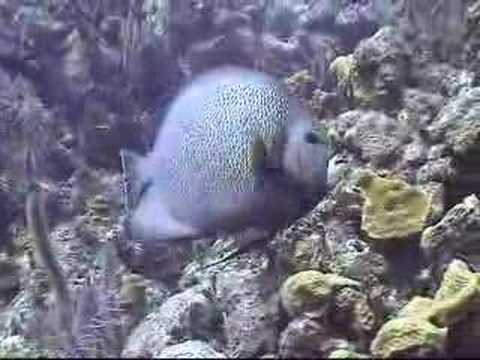 Bloody Bay Wall Part 1