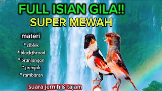 Download lagu FULL ISIAN GILA-GILAAN!!! masteran kenari full isian super mewah mp3 Download lagu FULL ISIAN GILA-GILAAN!!! masteran kenari full isian super mewah mp3