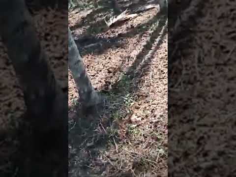 #nature #green #farming #creative #travel