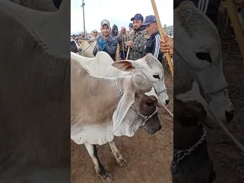#youtubeviral #gado #pecuarista #fazenda #agro #capoeiras #pernambuco #youtubeshorts