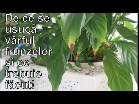 parazitii antimilitie tricou