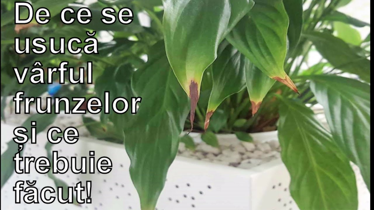 De ce se usuca varful frunzelor ?i ce trebuie facut!