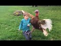 Funny Videos Animals   Funniest Turkey Compilation   Best Thanksgiving