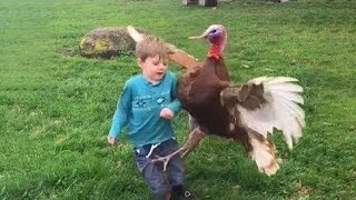 Miniature vidéo
