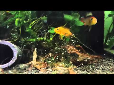 Apistogramma agassizii fire red Eltern mit Jungtieren