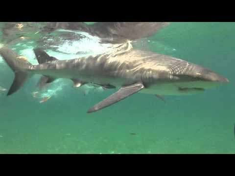 Schnorcheln waehrend der Sharkschool 2010