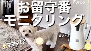 留守番中にいないはずのママの声が聞こえたら⁉︎寂しがり犬の反応が可愛すぎた…【ペットカメラ】
