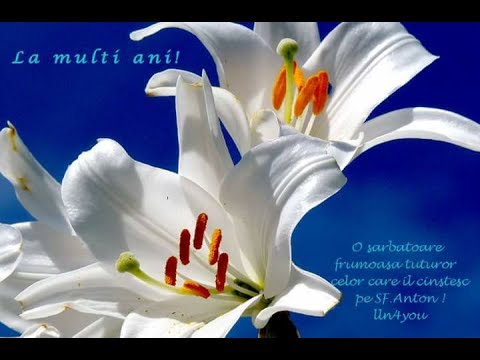 Sarbatoarea crinilor - 13.06.2017