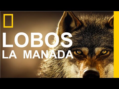 DOCUMENTAL DE LOBOS - LA IMPORTANCIA DE LA MANADA - EL LOBO