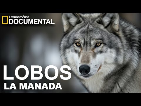 DOCUMENTAL DE LOBOS - LA IMPORTANCIA DE LA MANADA - EL LOBO