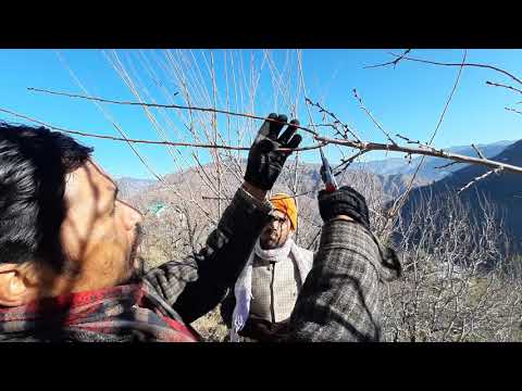 download lagu mp3 mp4 Prune Black Amber, download lagu Prune Black Amber gratis, unduh video klip Prune Black Amber