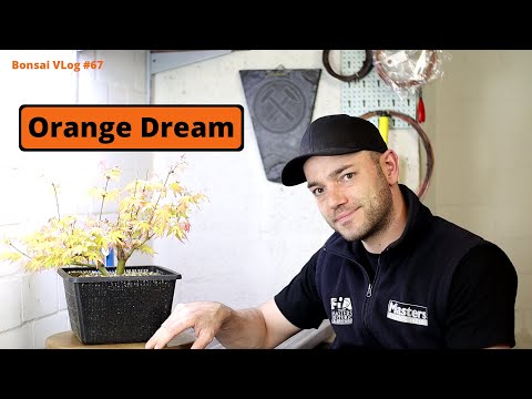 Multiple trunk or single plants - Acer palmatum Orange Dream [Air layering] | Bonsai VLog #67